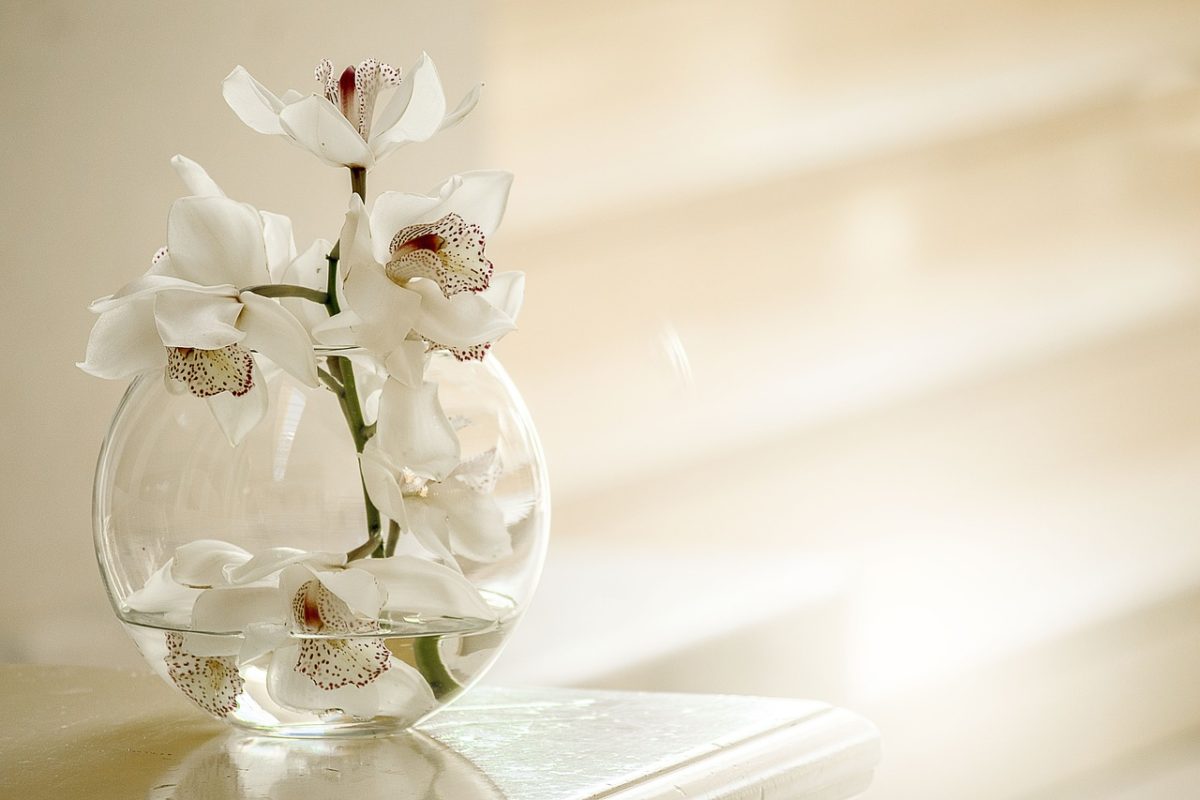 引っ越し祝いで胡蝶蘭を贈るのは迷惑 花言葉や風水的にどうなのか解説
