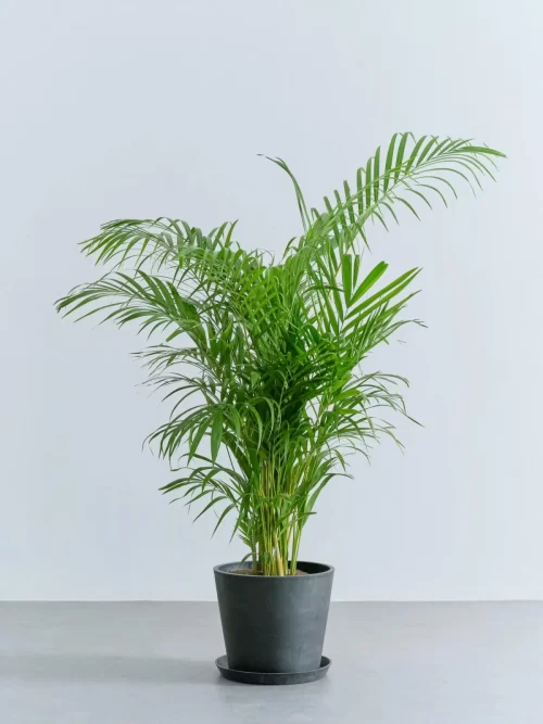 アレカヤシ ギフト