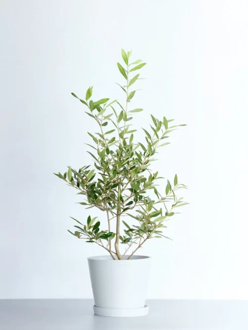 オリーブ 観葉植物 ギフト