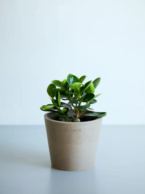 ガジュマル 観葉植物 ギフト