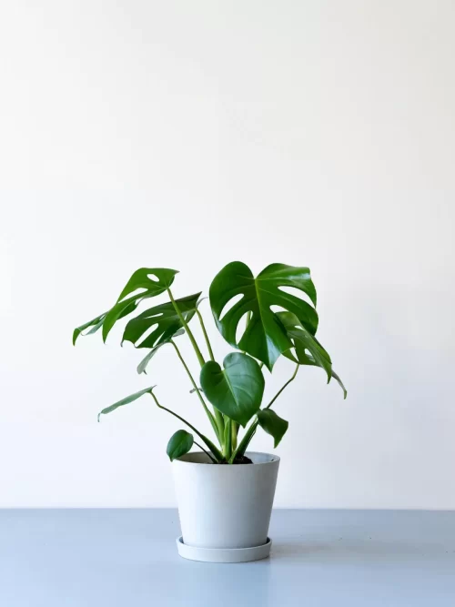 モンステラ ギフト